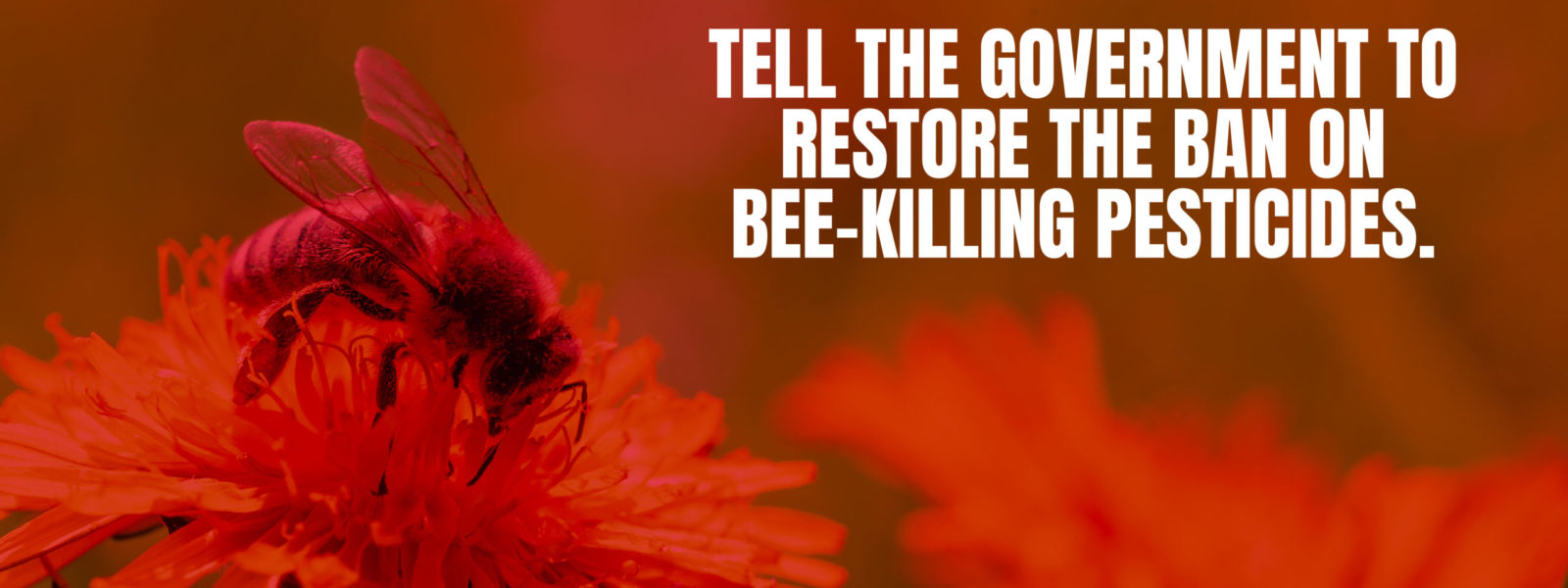 Tell the Government to restore the ban on bee-killing pesticides